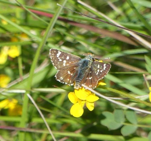 Spialia sertorius